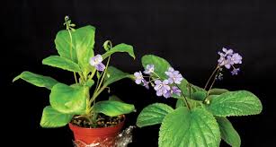 Image result for Streptocarpus eylesii × michelmorei