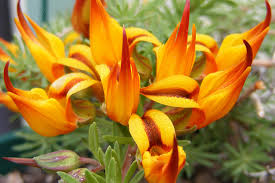 This elusive little plant is actually a cactus and only grows in sri lanka. Top 10 Rarest Flowers In The World Alfa Wallpapers