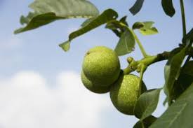 Check spelling or type a new query. Walnut Trees Lovetoknow