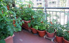 Patio tomatoes are smaller, more compact plants, and many container gardeners swear by them, but others don't think they have the same rich. How To Grow Tomatoes In Containers