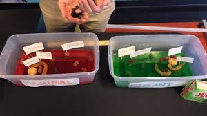 Jello model of the plant cell for science Virtual Mosi Make Your Own Jell O Cell Youtube