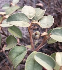 Image result for Croton polytrichus