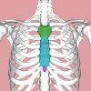 Ribs eight to ten are the false ribs and are connected to the sternum indirectly via the cartilage of the rib above them. 1