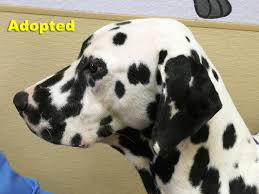 Puppies for sale near austin, texas your search returned the following puppies for sale. Dalmatian Rescue Of North Texas
