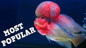 Top 10 Most Popular Fish In The Aquarium Hobby Freshwater Youtube