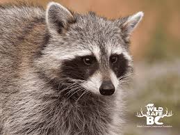 Maybe you would like to learn more about one of these? Raccoon Wildsafebc