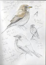 Artistic Bird On Tree Drawing Fieldsketch001 Jpg 505 714 Pixels Bird Drawings Bird Artwork Bird Artists