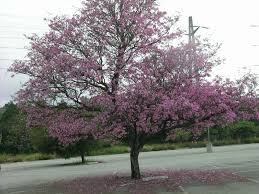 Image result for Tabebuia heterophylla