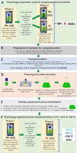 Cryopreservation in animal cell culture biology discussion. Effects Of Cryopreservation On Viability And Functional Stability Of An Industrially Relevant Alga Scientific Reports