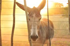 Understanding Hagar, God, Wild Donkeys and How I Got the Bible Wrong | by  Jeff Elkins | Medium