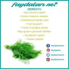 Dereotunun Faydalari Nelerdir Dereotu Saglikli Yasam Tarzi Bitki Saglikli Olmak