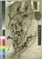 Image result for Julbernardia