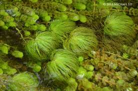 Image result for Eriocaulon setaceum