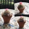 Take cuttings in late spring and early summer, after. Https Encrypted Tbn0 Gstatic Com Images Q Tbn And9gcrf5mex Cugrqtaiz4qcqh 8suviyf2vc Vvihqipby1g7gm5dj Usqp Cau
