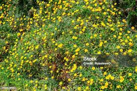 Image result for Ursinia montana