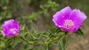 Image result for Pereskia