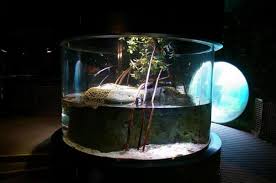 Fiddler Crab Four Eyed Fish Tank Fish Tank Fiddler Crab Fish