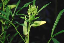 Image result for Abelmoschus esculentus