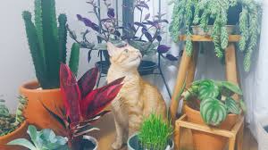 Unlike some houseplants that contain dangerous compounds that may have adverse effects on your cat, this plant is harmless. Living With Plants And Cats