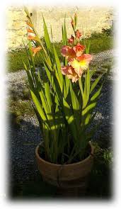Im freiland wird ab ende april gepflanzt. Mein Kleiner Schoner Garten Gladiolen