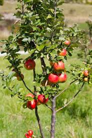 Best time to plant fruit trees in michigan. When And How To Plant Fruit Trees