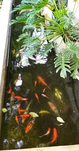 Dan ini mengurangi kenikmatan melihat keindahan ikan koinya. Mengenal Lebih Ikan Koi Pada Kesempatan Ini Saya Mau Berbagi By Rizka Hernanda Medium