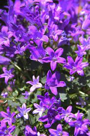 Plant Primer Get Mee Campanula Plants Shade Perennials Campanula