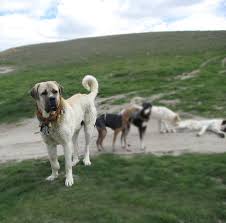 Aksaray Malakli Dogs Breeds Dog Breeds Breeds Big Dog Breeds
