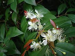 Image result for Copaifera