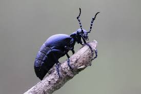 Kafer Vergiften Heu 14 Pferde Tot