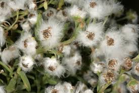 Image result for Eriocephalus racemosus