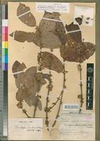 Image result for Tricalysia jasminiflora