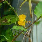 Image result for Aneilema aequinoctiale