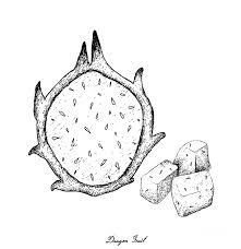 This lesson can be changed. Hand Drawn Of Fresh Ripe Dragon Fruit Drawing By Iam Nee
