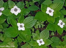 Image result for Cornus