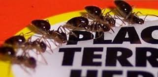 Simply mix the borax with the sugar and then add the warm water. Indoor Ant Baits Terro Indoor Baiting