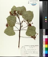 Image result for Clerodendrum fasciculatum