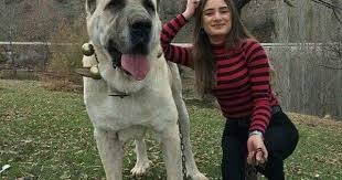 Korumam Kangal 2020 Kangal Kopegi Kopek Turleri Komik Hayvan Videolari