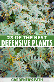 In fact, evergreen tree identification is mostly done by studying the. 23 Of The Best Defensive Plants For Home Security Gardener S Path
