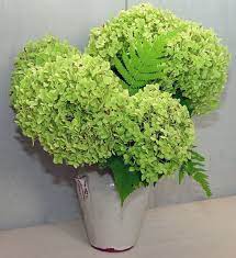 Our Wedding Colors Are Dark Chocolate Brown A Light Warm Pink And Hydrangea Green For Tho Green Hydrangea Bouquet Wedding Flowers Hydrangea Hydrangea Seeds