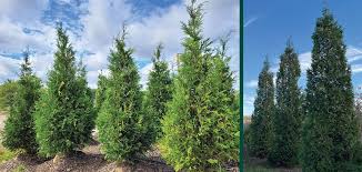 Image result for Hetaeria occidentalis