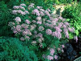 Image result for Monadenium hirsutum