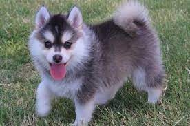 We rehabilitate, vet, and place in permanent homes, as well as. Pomsky Puppies For Sale In Arkansas Pomsky