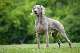 Dating back to the early 19th century, the weimaraner breed can be traced to the weimar court in is widely believed that the bloodhound, the english pointer, the german shorthaired pointer, and the blue great dane. Weimaraner Dog Breed Information