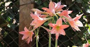 A popular vase filler in houses, lilies are toxic to dogs, some more than others. 15 Toxic Plants To Keep Out Of Your Furry Friend S Reach