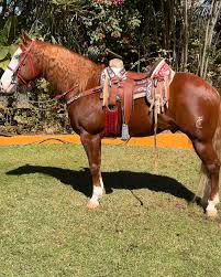 Image result for tbn:tVj6rqcH-AQR9M::www.pregonagropecuario.com.ar/images/caballo_overo.jpg