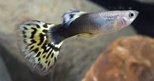 Black And Yellow Fish Half Black Yellow Delta Guppy Guppy Fish Tropical Fish
