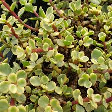 Image result for Portulacaria