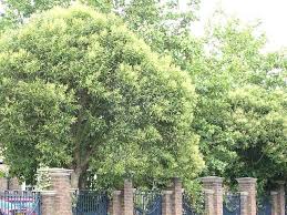 Image result for Ligustrum lucidum