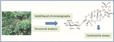 Image result for Millettia eetveldeana